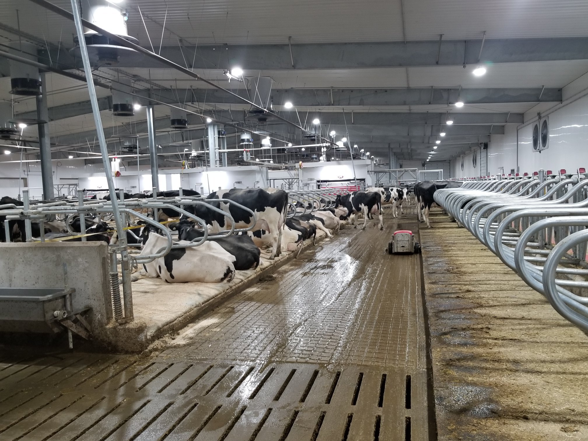 ROBOTIC MILKING Deerfield Colony Case Study by Ashley Graye Dairy